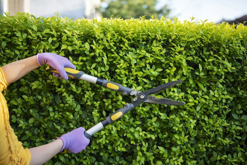 przyjazna Ogrody, tereny zieleni - projektowanie, utrzymanie, Andrzej Basty Agro-Projekt, Sierakowo